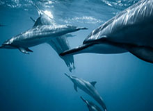 乐鱼安卓-张奔斗：问鼎巴黎大师赛 梅德维德夫终究最爱秋季